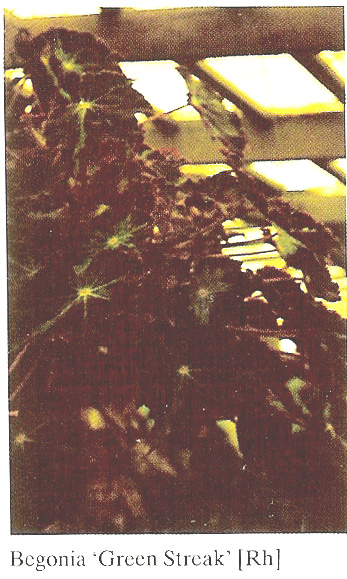 B. ‘Green Streak’